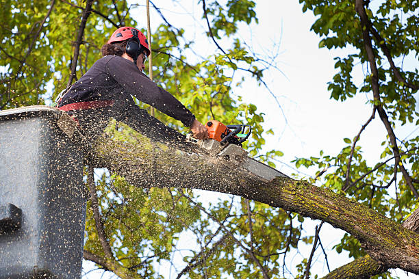 Westport Village, CT Tree Services Company